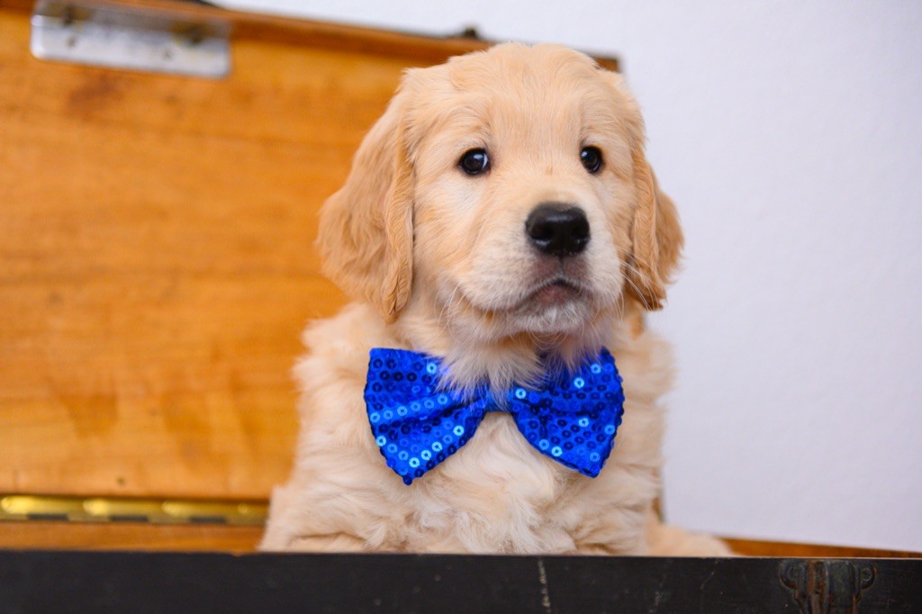 Des Terres Du Gremillon Doré - Golden Retriever - Portée née le 27/10/2019